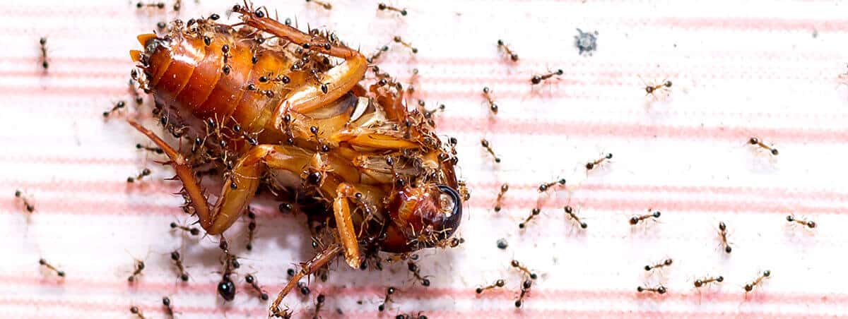 Why Are We Afraid Of Bugs