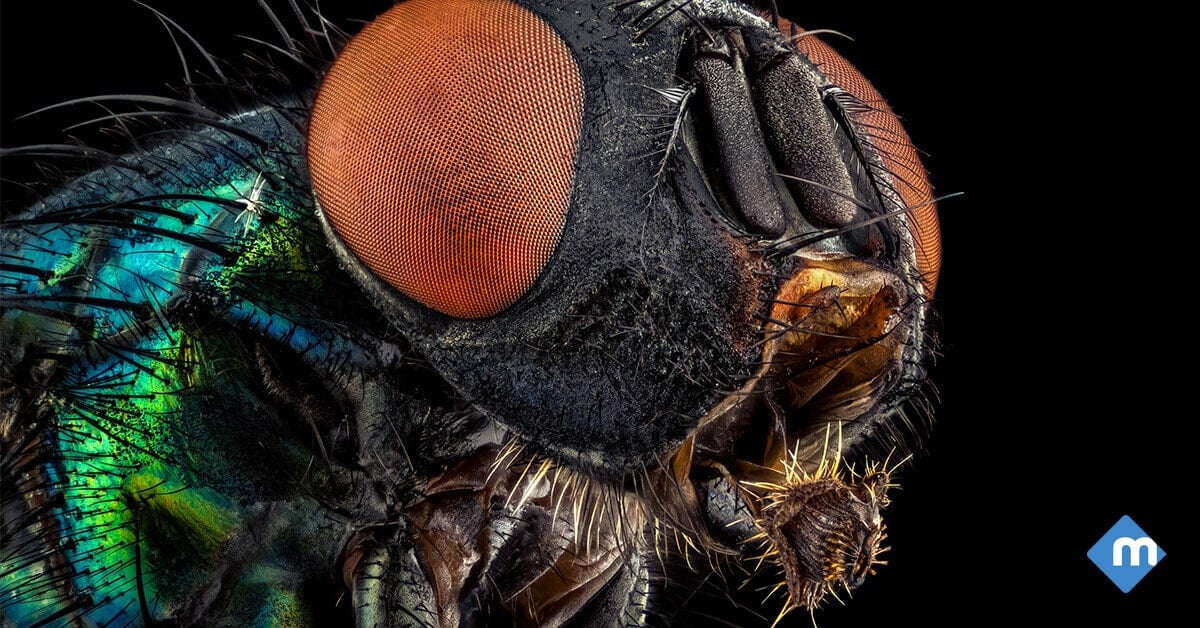 Why Are We Afraid Of Bugs