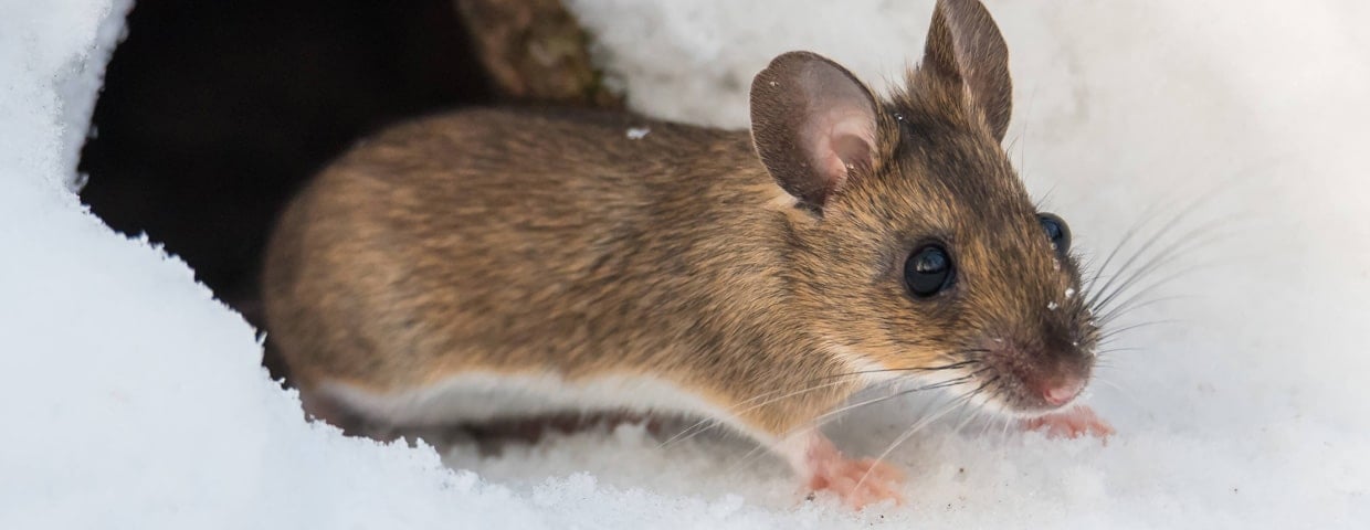 4 Pests That Might Invade You This Winter
