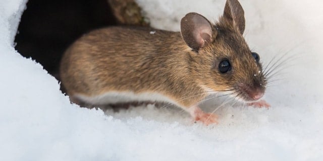 4 Pests That Might Invade You This Winter