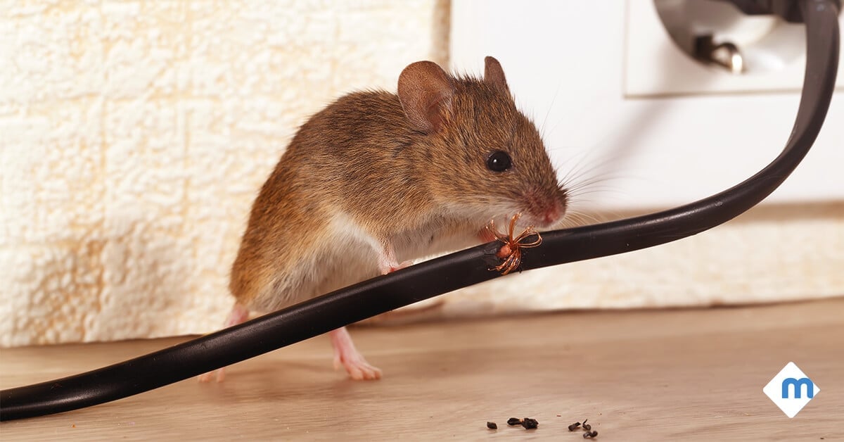 4 Pests That Might Invade You This Winter