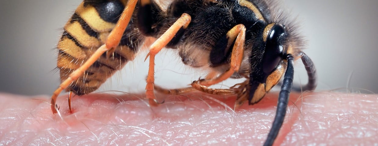 Worlds Most Painful Insect Bites