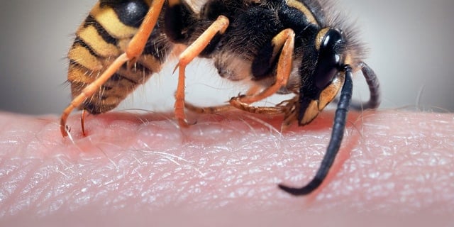 Worlds Most Painful Insect Bites