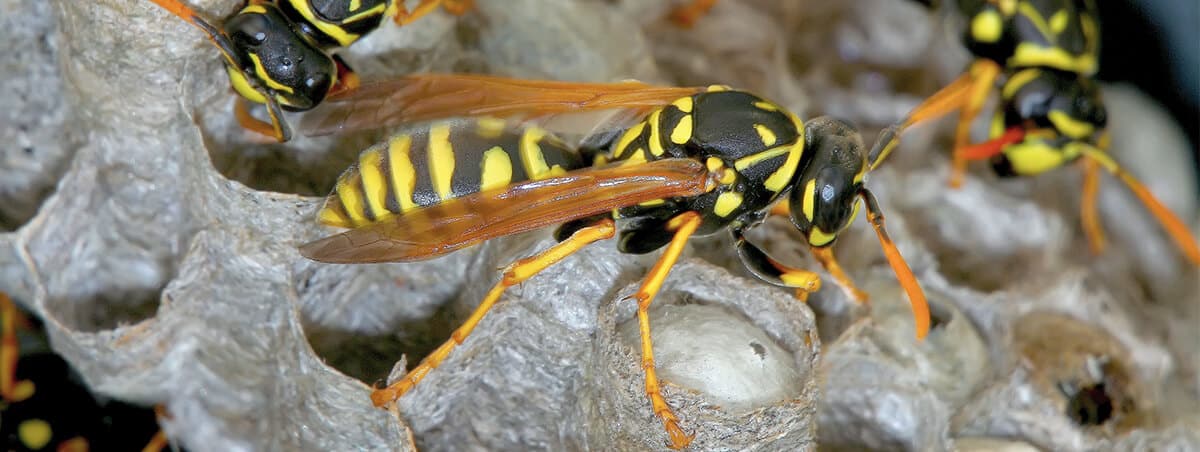 Worlds Most Painful Insect Bites
