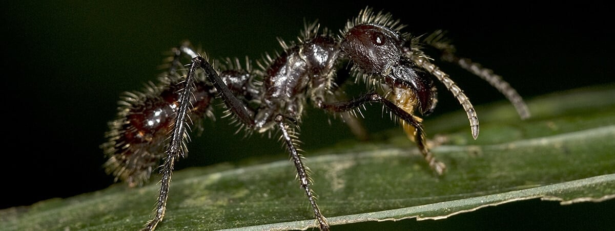 Worlds Most Painful Insect Bites