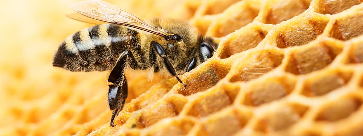 Worlds Most Painful Insect Bites