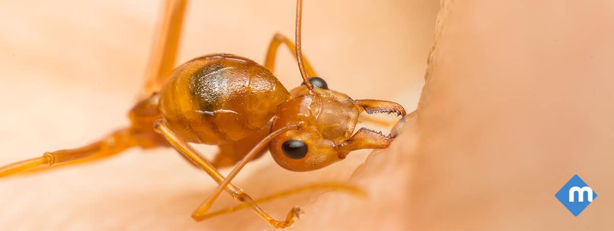 Worlds Most Painful Insect Bites