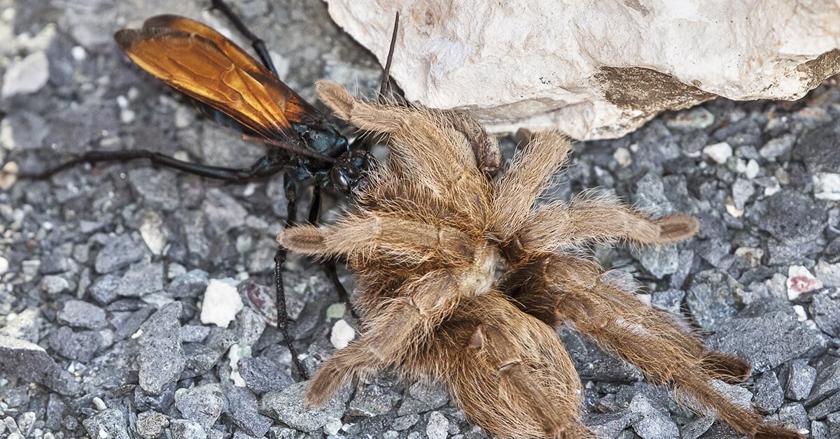Worlds Most Painful Insect Bites