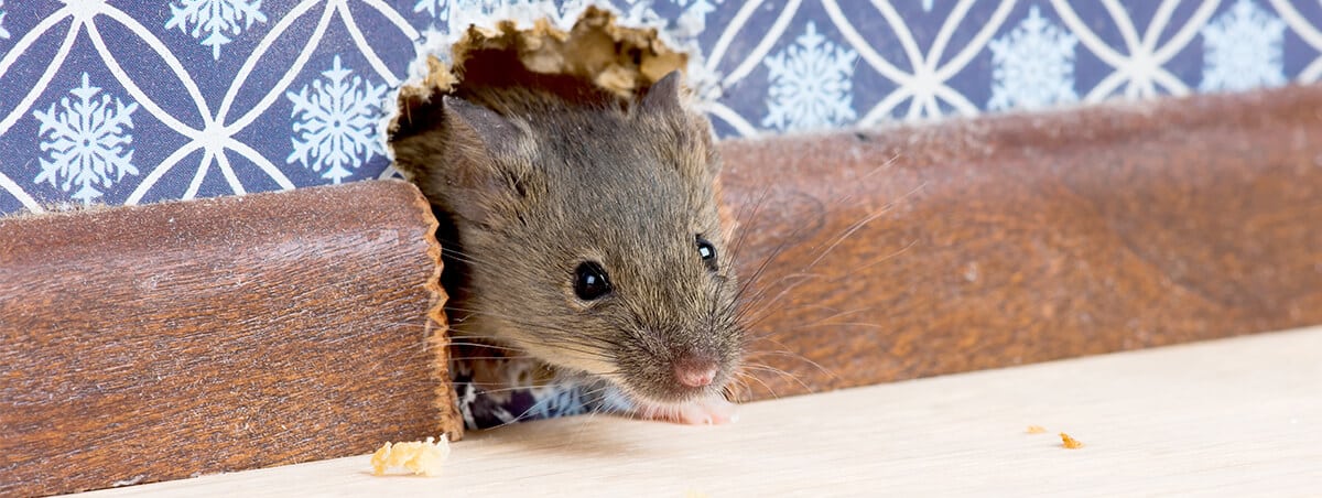 5 Pointers for Defeating Rodents
