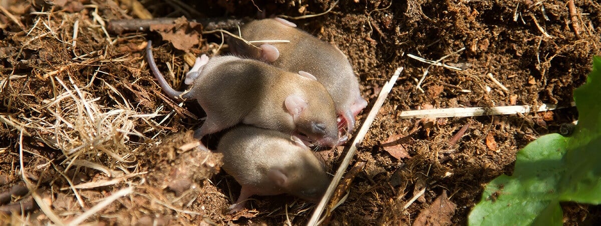 5 Pointers for Defeating Rodents