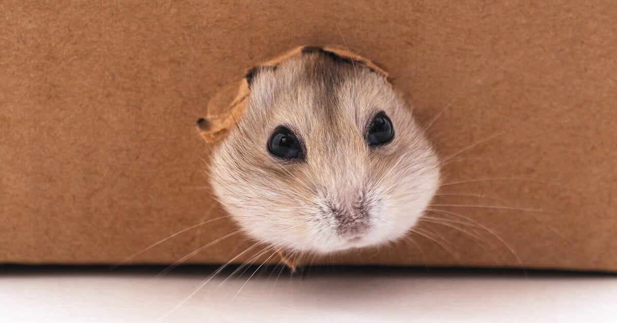 5 Pointers for Defeating Rodents
