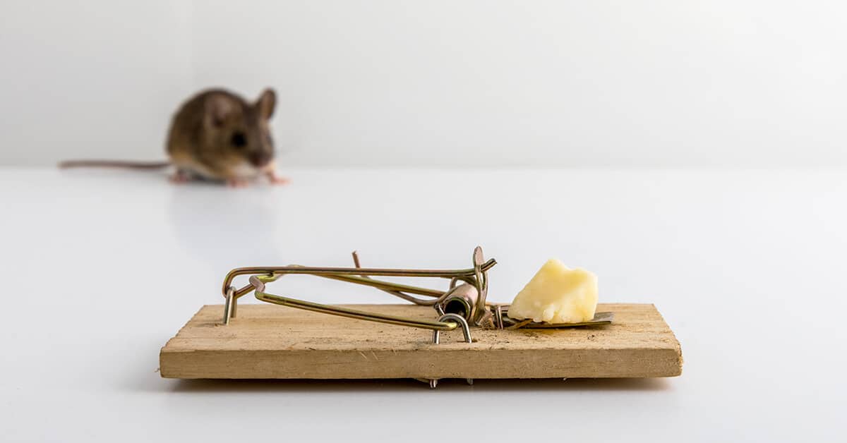 5 Pointers for Defeating Rodents