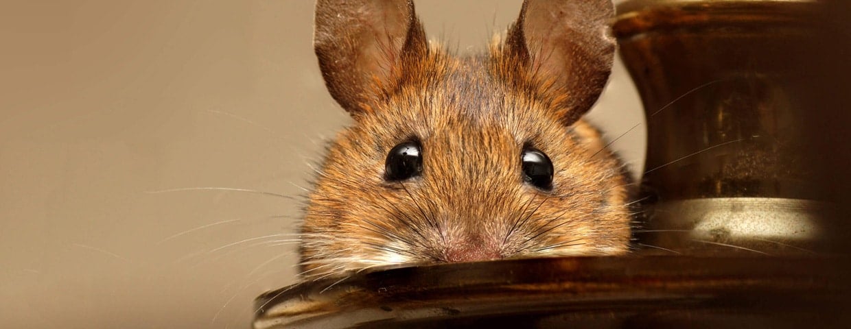 5 Pointers for Defeating Rodents