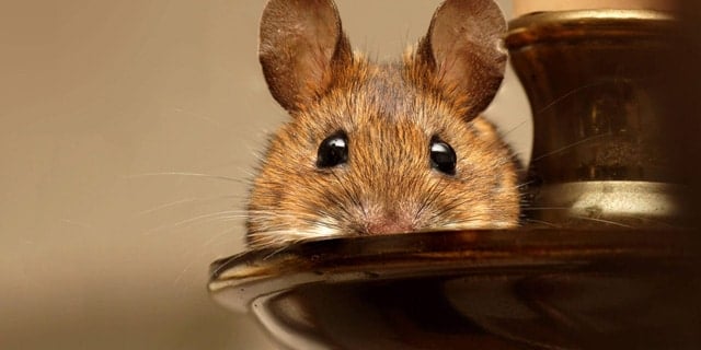 5 Pointers for Defeating Rodents
