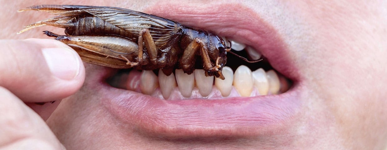 5 Real Ways to Eat Bugs