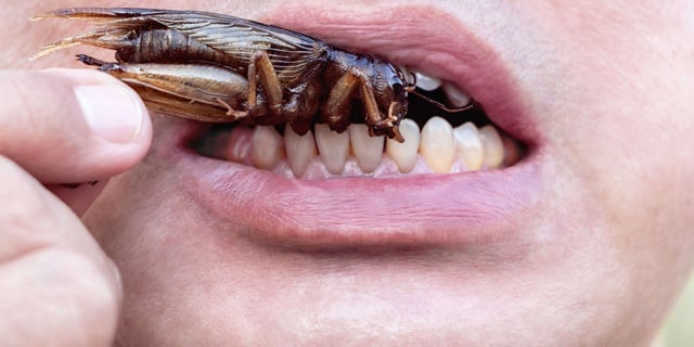 5 Real Ways to Eat Bugs