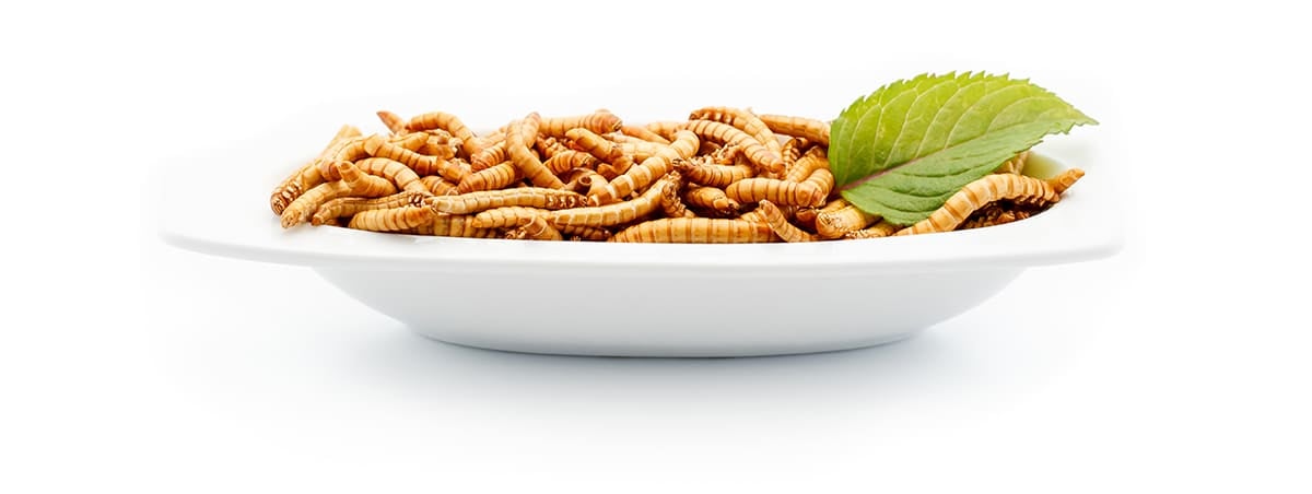 5 Real Ways to Eat Bugs