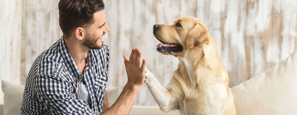 3 Essential Questions about Pest Control with Pets