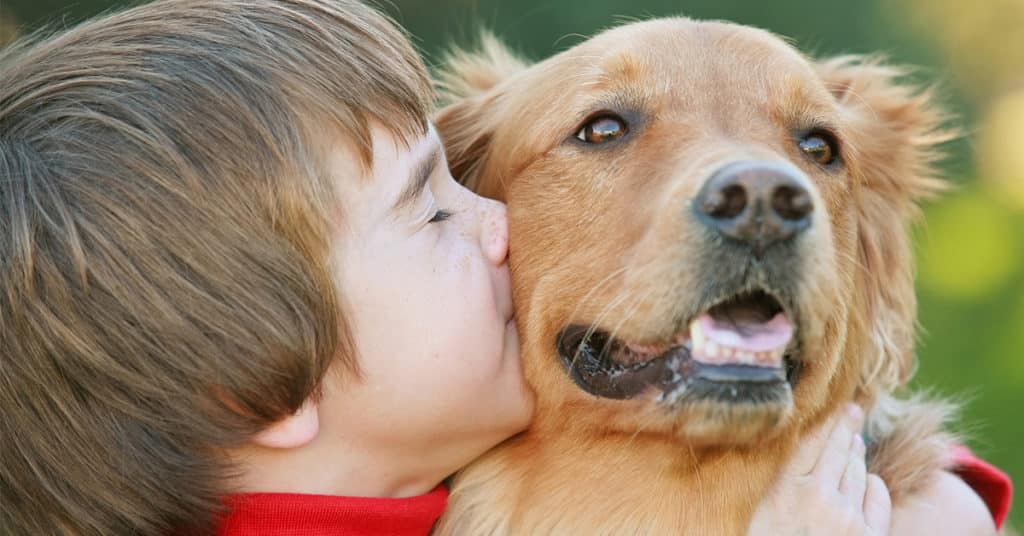 3 Essential Questions about Pest Control with Pets