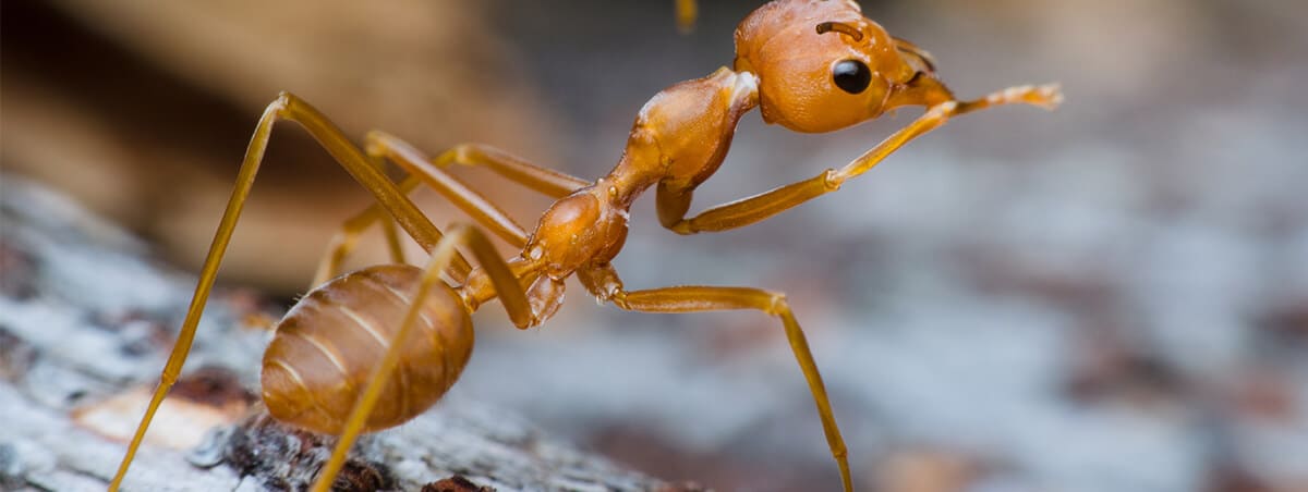 5 Different Types of Ants
