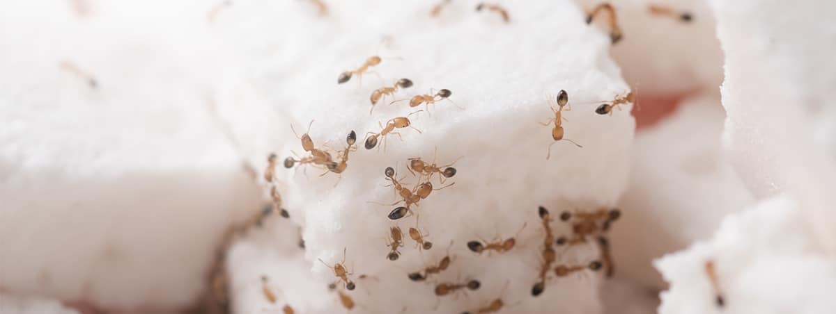 5 Different Types of Ants