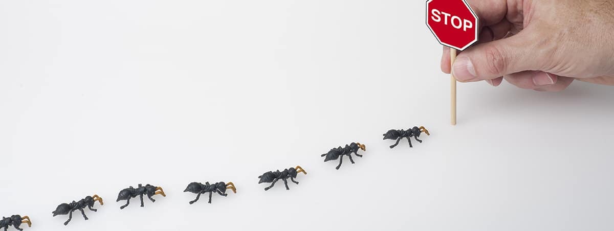 5 Different Types of Ants