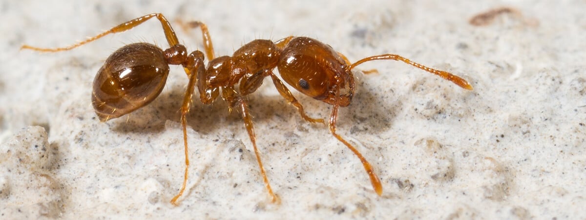 5 Different Types of Ants