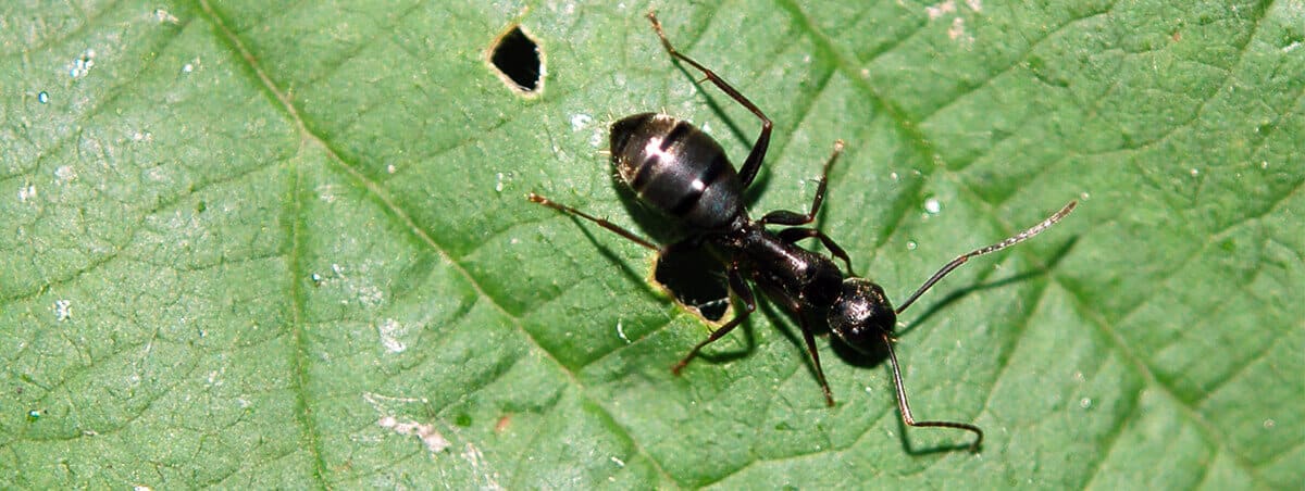 5 Different Types of Ants
