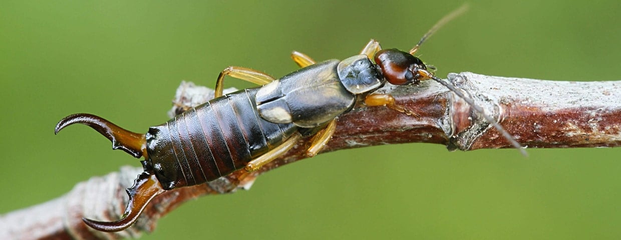 Earwigs: Are They As Bad As They Sound