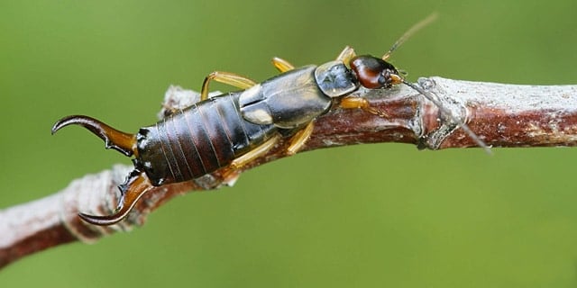 Earwigs: Are They As Bad As They Sound