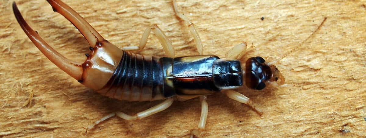 Earwigs: Are They As Bad As They Sound