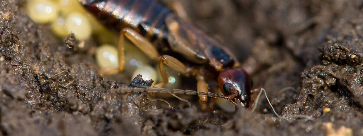 Earwigs: Are They As Bad As They Sound