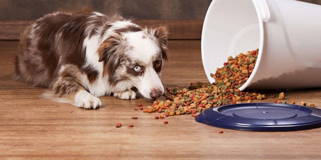 5 Crucial Steps to Keep Your Pets Healthy and Pest-free