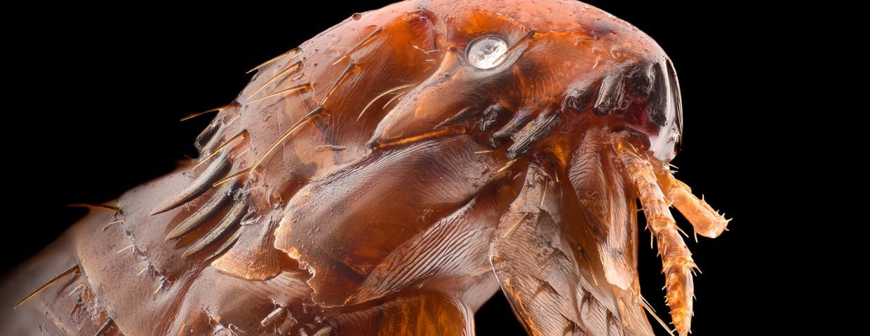 The Frightening Truth about Fleas