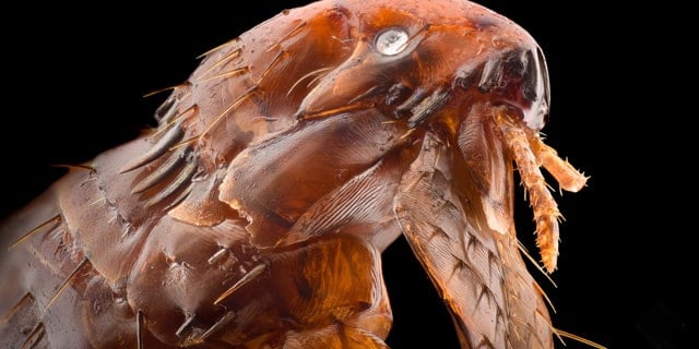 The Frightening Truth about Fleas