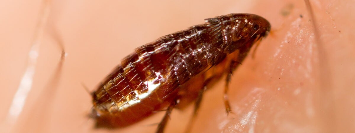 The Frightening Truth about Fleas