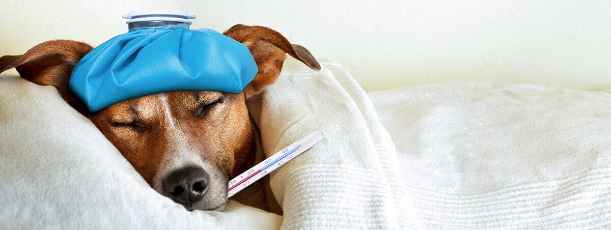 The Frightening Truth about Fleas