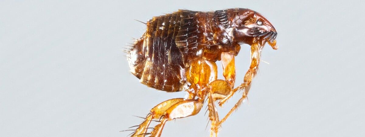 The Frightening Truth about Fleas
