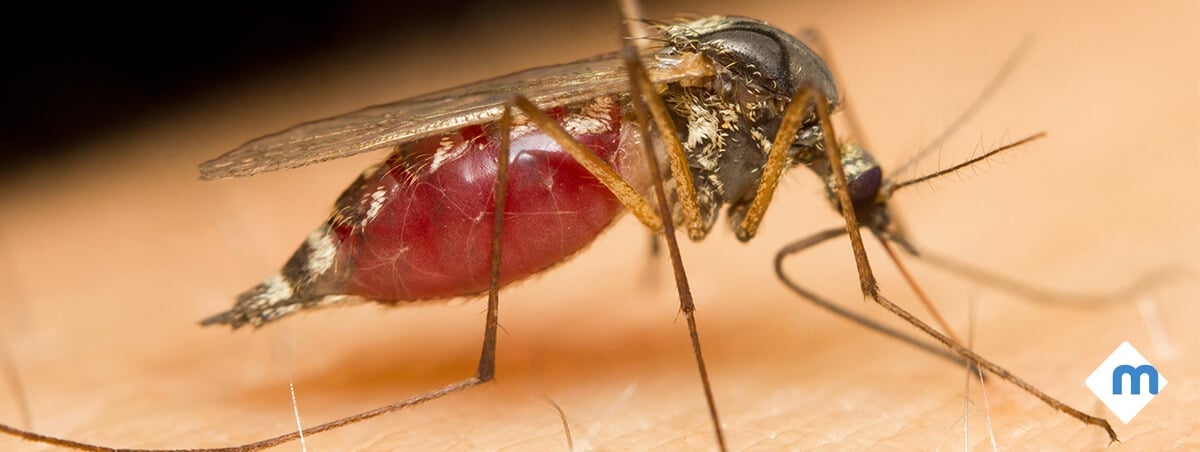 3 Deadly Bugs That Might Shock You