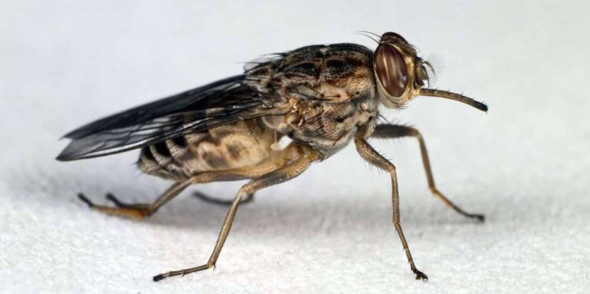 3 Deadly Bugs That Might Shock You