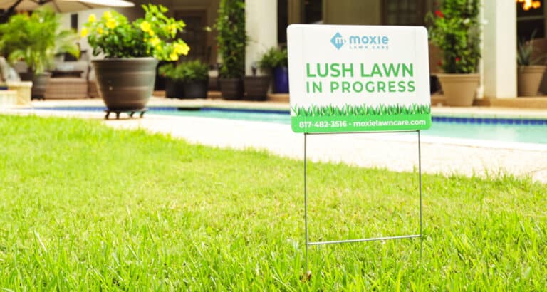 Close-up of a green lawn with a yard sign that reads "Lush Lawn In Progress" from Moxie Lawn Care, featuring their website and phone number. In the background, there's a backyard pool, potted plants, and patio furniture suggesting a well-maintained outdoor living space.