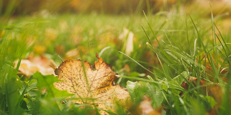 Autumn-themed yard with colorful leaves