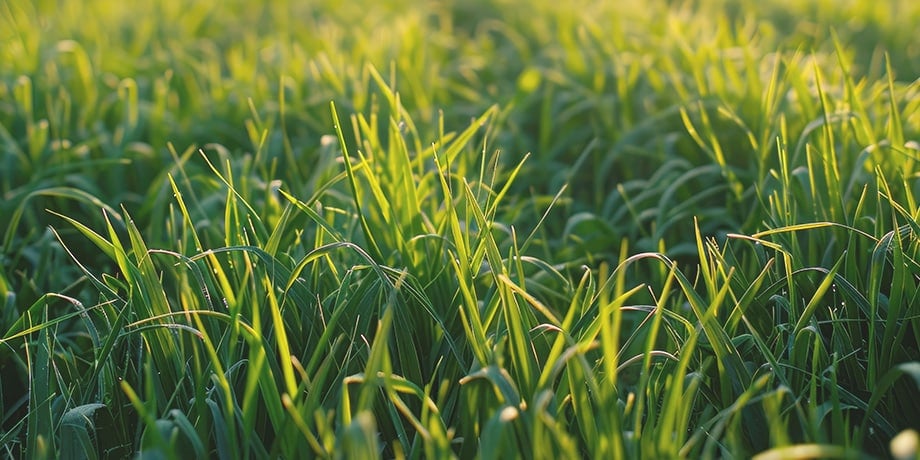 Beautiful green spring lawn with dappled sunlight coming through the trees