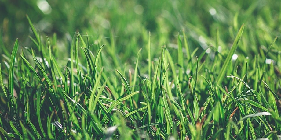 Green summer lawn with bright sunlight