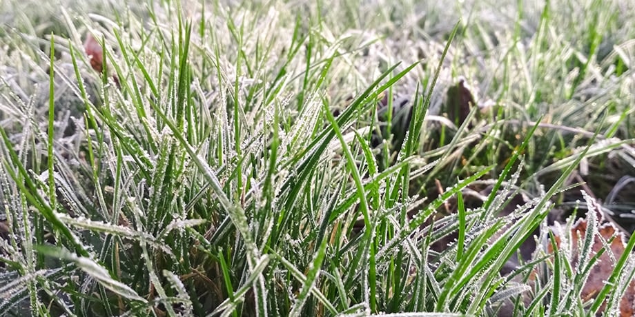 Frost-covered lawn during winter