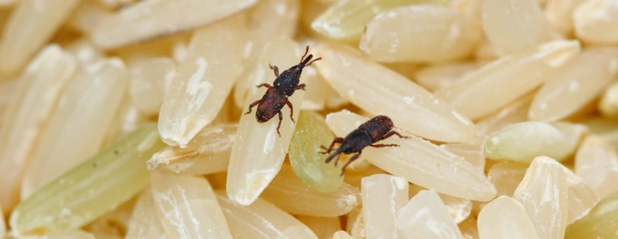 Getting Rid Of Weevils