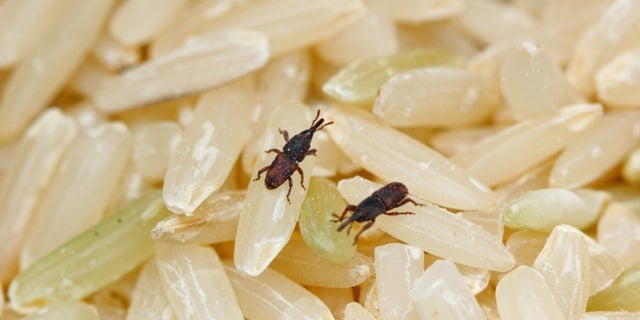 Getting Rid Of Weevils