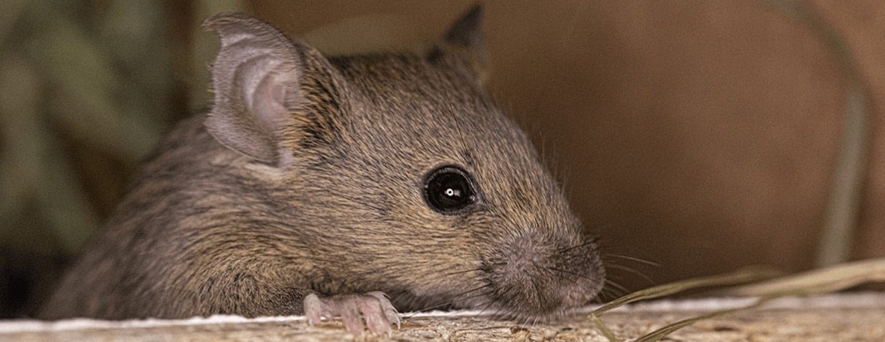 5 Facts You May Not Know About Mice