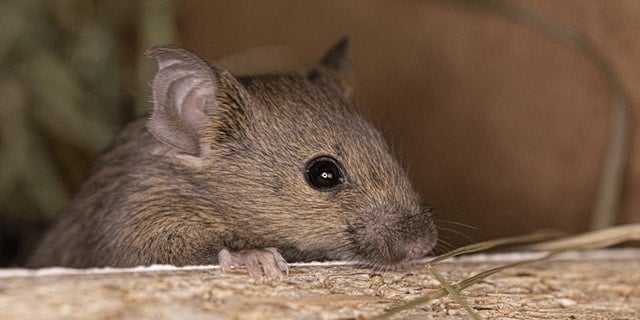 5 Facts You May Not Know About Mice