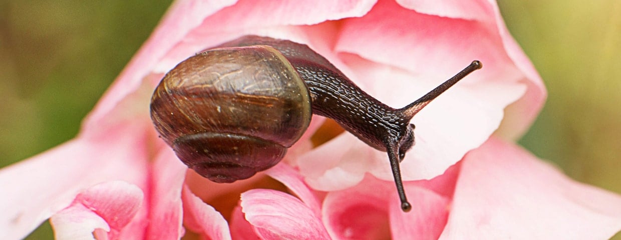 Getting Rid Of Snails